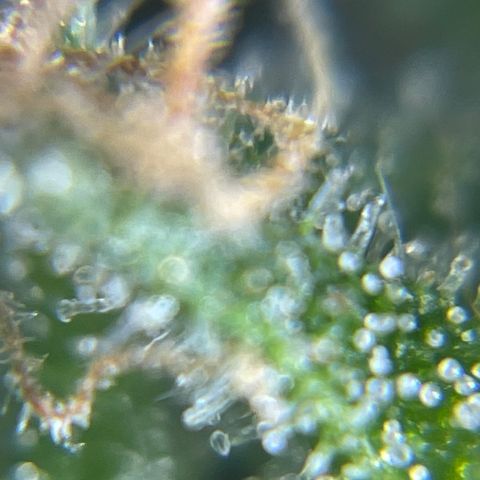 MG004 growlog timeline photo