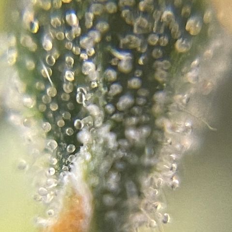 MG004 growlog timeline photo