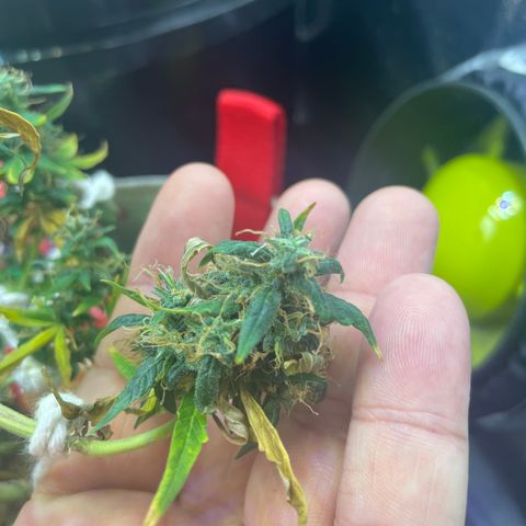 MG004 growlog timeline photo