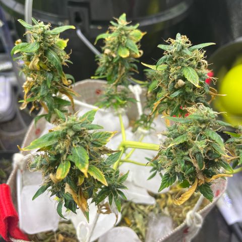 MG004 growlog timeline photo
