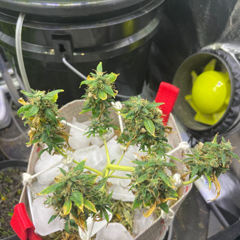 MG004 growlog timeline photo