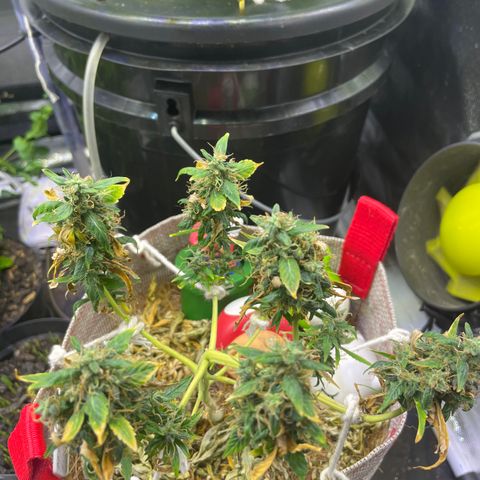 MG004 growlog timeline photo