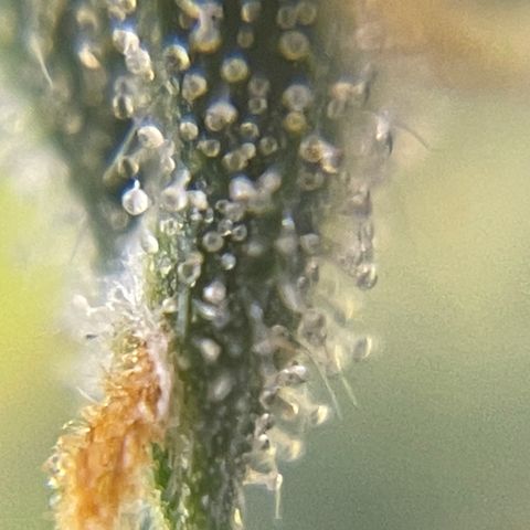 MG004 growlog timeline photo