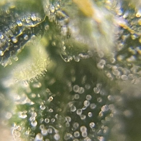 MG004 growlog timeline photo