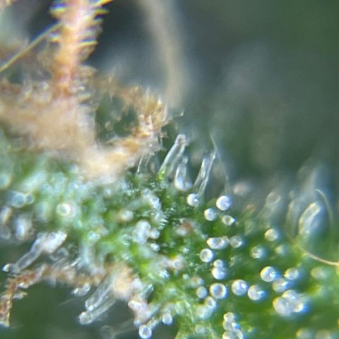 MG004 growlog timeline photo