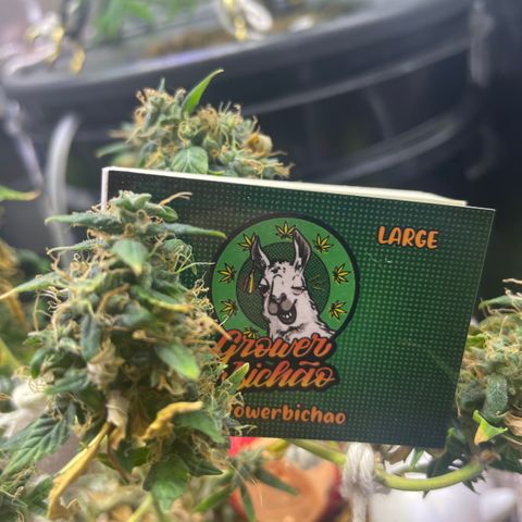 MG004 growlog timeline photo