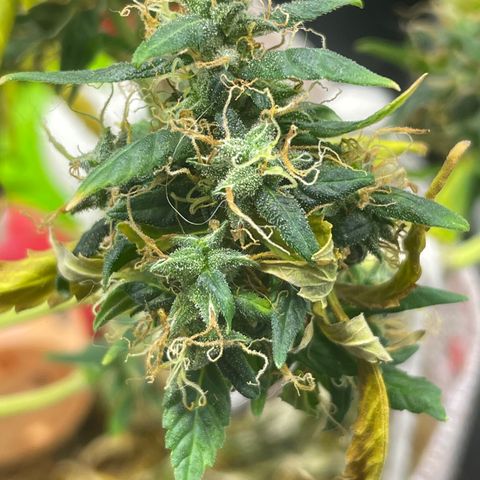 MG004 growlog timeline photo