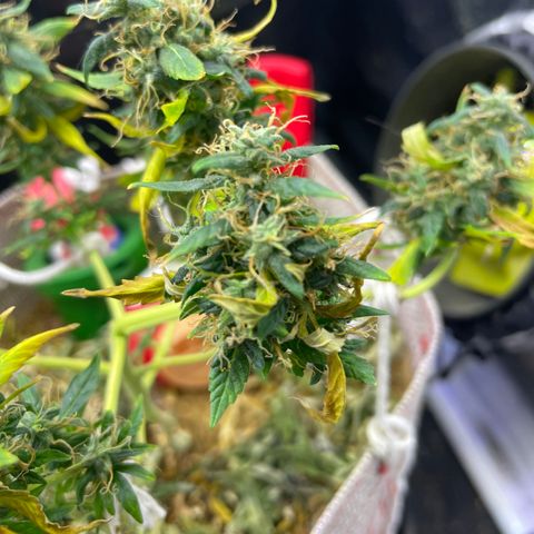 MG004 growlog timeline photo