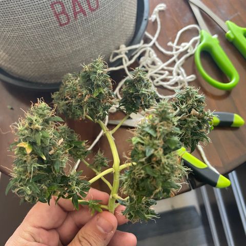 MG004 growlog timeline photo