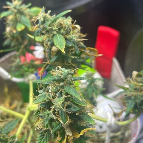 MG004 growlog timeline photo