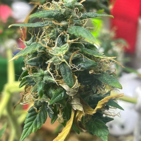 MG004 growlog timeline photo