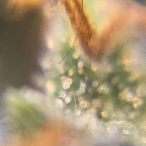 MG004 growlog timeline photo
