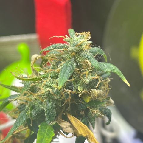 MG004 growlog timeline photo