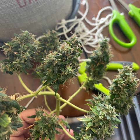 MG004 growlog timeline photo