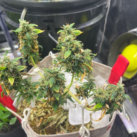 MG004 growlog timeline photo