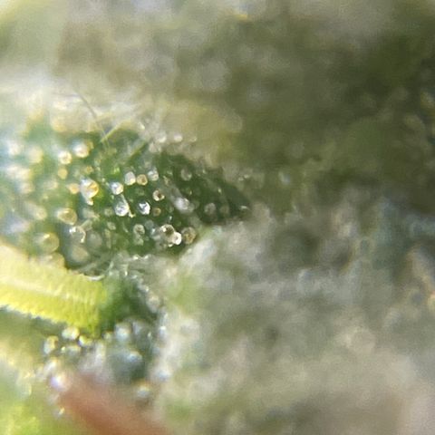 MG004 growlog timeline photo