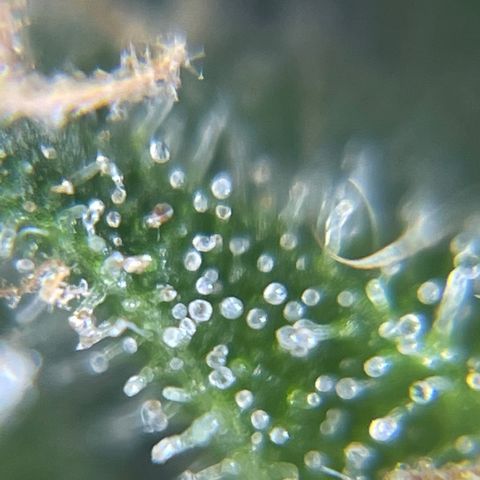 MG004 growlog timeline photo