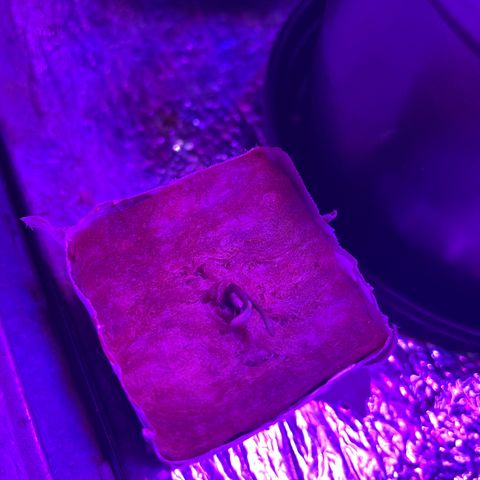 FBA001 growlog timeline photo