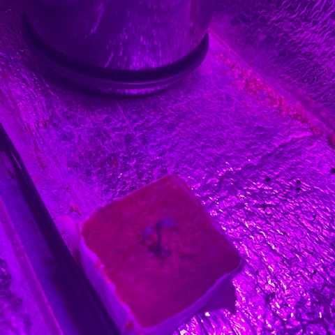 FBA001 growlog timeline photo
