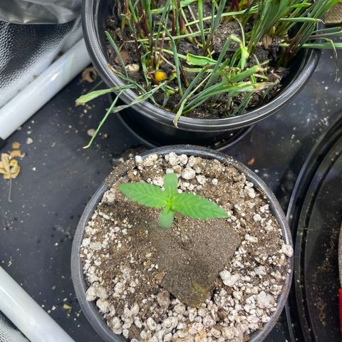 FBA001 growlog timeline photo