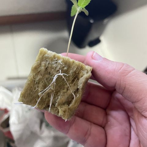 FBA001 growlog timeline photo