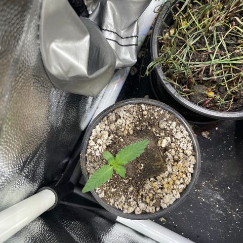 FBA001 growlog timeline photo