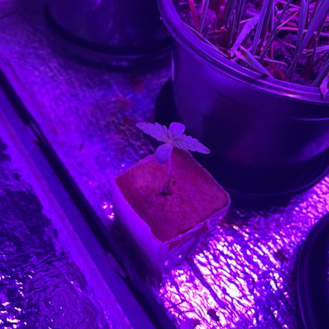 FBA001 growlog timeline photo