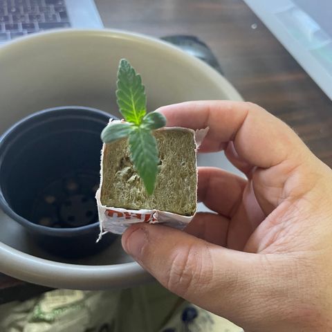 FBA001 growlog timeline photo