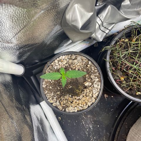 FBA001 growlog timeline photo