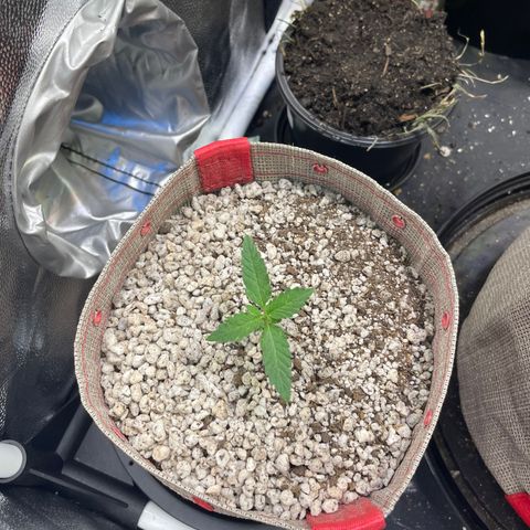 FBA001 growlog timeline photo