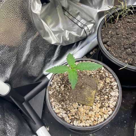 FBA001 growlog timeline photo