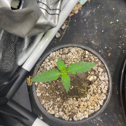 FBA001 growlog timeline photo
