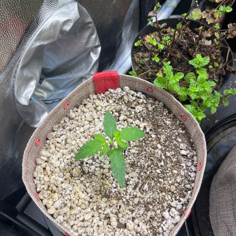 FBA001 growlog timeline photo