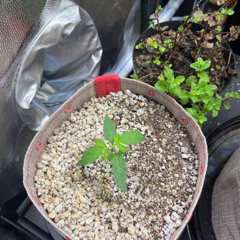 FBA001 growlog timeline photo