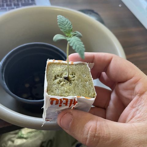 FBA001 growlog timeline photo