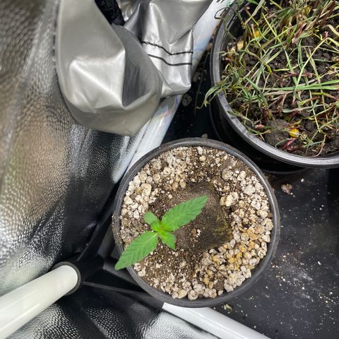 FBA001 growlog timeline photo