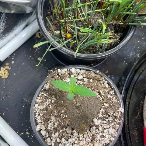 FBA001 growlog timeline photo