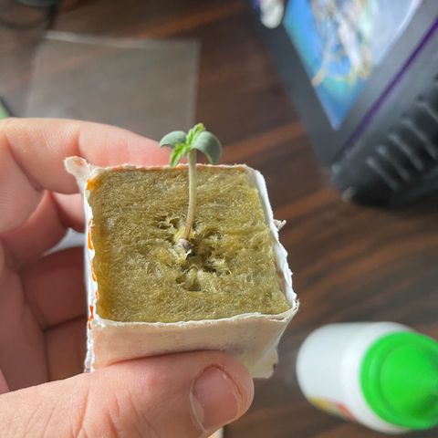 FBA001 growlog timeline photo