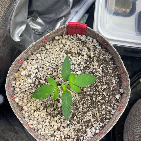 FBA001 growlog timeline photo