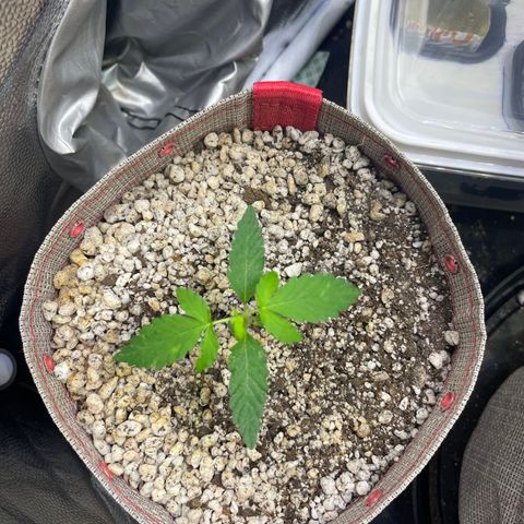 FBA001 growlog timeline photo