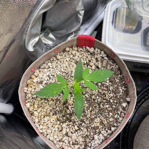 FBA001 growlog timeline photo