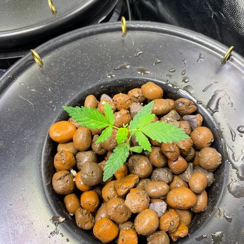 FBA001 growlog timeline photo