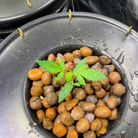 FBA001 growlog timeline photo