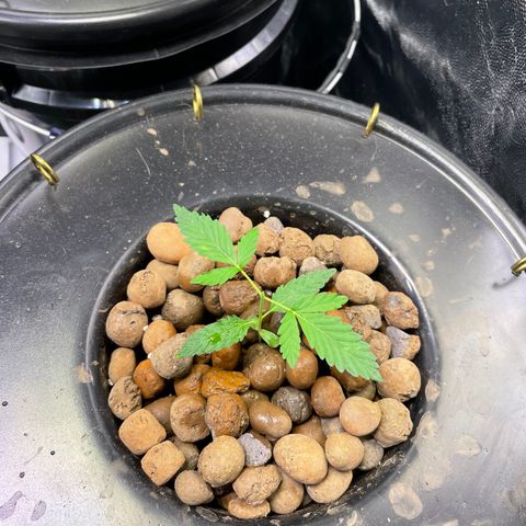 FBA001 growlog timeline photo