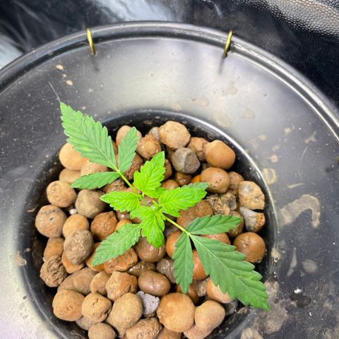 FBA001 growlog timeline photo