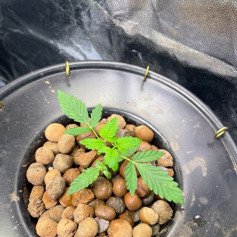 FBA001 growlog timeline photo
