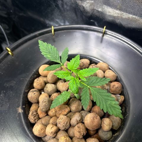 FBA001 growlog timeline photo