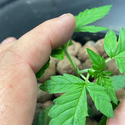 FBA001 growlog timeline photo