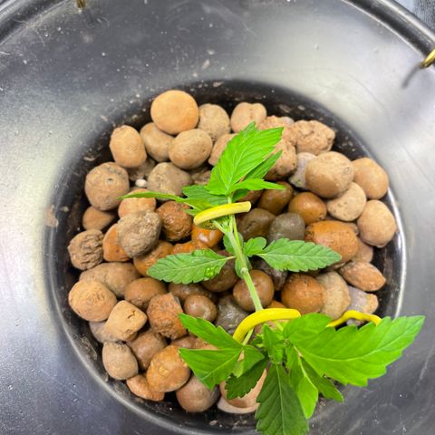 FBA001 growlog timeline photo