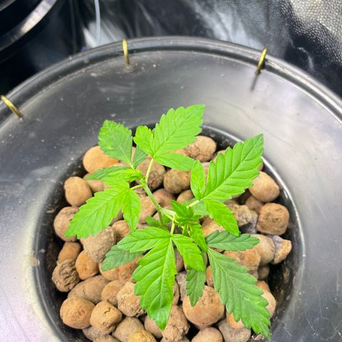 FBA001 growlog timeline photo